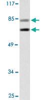 Anti-XRCC5 Rabbit Polyclonal Antibody