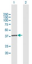 Anti-PRMT6 Rabbit Polyclonal Antibody