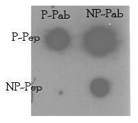 Anti-TNIK Rabbit Polyclonal Antibody (FITC (Fluorescein))