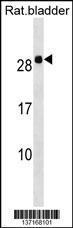 Anti-HOXB7 Rabbit Polyclonal Antibody (Biotin)