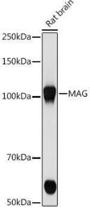 Western blot analysis of extracts of Rat brain cells, using Anti-MAG/GMA Antibody [ARC1691] (A307434) at 1:500 dilution. The secondary Antibody was Goat Anti-Rabbit IgG H&L Antibody (HRP) at 1:10000 dilution. Lysates/proteins were present at 25 µg per lane