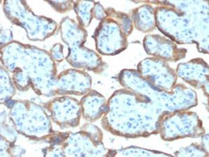 Immunohistochemical analysis of formalin-fixed, paraffin-embedded human placenta using Anti-TIMP2 Antibody [TIMP2/2044]