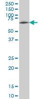 Anti-ZNF207 Mouse Monoclonal Antibody [clone: 6G11]