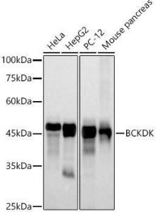 Western blot analysis of extracts of various cell lines, using Anti-BCKDK Antibody [ARC2875] (A307436) at 1:500 dilution