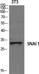 Western blot analysis of various cells using Anti-SNAI1 Antibody