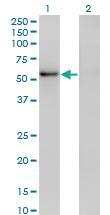 Anti-ZNF207 Mouse Monoclonal Antibody [clone: 6G11]