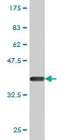 Anti-KIF1C Mouse Monoclonal Antibody [clone: 1F12]