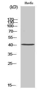 Western blot analysis of various cells using Anti-NT Antibody