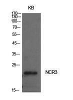 Western blot analysis of extracts from KB cells using Anti-NCR3 Antibody