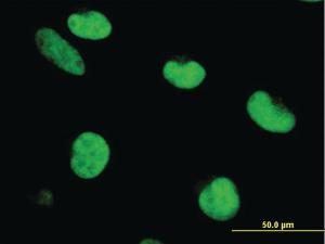 Anti-ZNF207 Mouse Monoclonal Antibody [clone: 6G11]