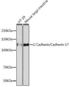 Western blot analysis of extracts of various cell lines, using Anti-LI Cadherin Antibody [ARC1989] (A307438) at 1:1,000 dilution