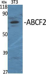 Western blot analysis of various cells using Anti-ABCF2 Antibody