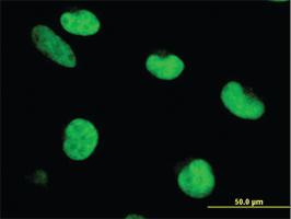 Anti-ZNF207 Mouse Monoclonal Antibody [clone: 6G11]