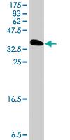 Anti-EREG Mouse Polyclonal Antibody