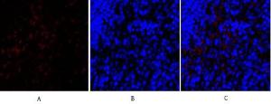 Immunofluorescence analysis of rat spleen tissue using Anti-SNAI1 Antibody (red) at 1:200 (4°C overnight) Cy3 labelled secondary antibody was used at 1:300 (RT 50min) Panel A: Target Panel B: DAPI Panel C: Merge