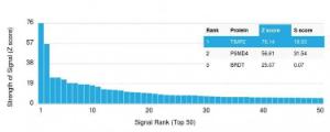 Analysis of protein array containing more than 19,000 full-length human proteins using Anti-TIMP2 Antibody [TIMP2/2044] Z-Score and S- Score