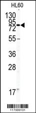 Anti-PECAM1 Rabbit Polyclonal Antibody