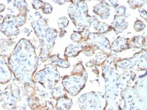 Immunohistochemical analysis of formalin-fixed, paraffin-embedded human placenta using Anti-TIMP2 Antibody [rTIMP2/2335]