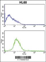 Anti-PECAM1 Rabbit Polyclonal Antibody