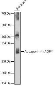 Western blot analysis of extracts of Rat brain, using Anti-Aquaporin 4 Antibody [ARC54345] (A80530) at 1:500 dilution. The secondary antibody was Goat Anti-Rabbit IgG H&L Antibody (HRP) at 1:10,000 dilution.