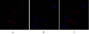 Immunofluorescence analysis of rat heart tissue using Anti-SNAI1 Antibody (red) at 1:200 (4°C overnight) Cy3 labelled secondary antibody was used at 1:300 (RT 50min) Panel A: Target Panel B: DAPI Panel C: Merge