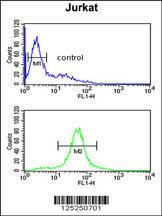 Anti-CC130 Rabbit Polyclonal Antibody (AP (Alkaline Phosphatase))