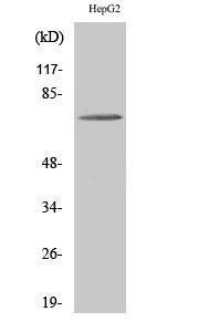 Western blot analysis of HepG2 cells using Anti-ABCD4 Antibody