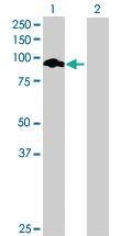 Anti-NHSL2 Mouse Polyclonal Antibody