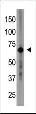 Anti-CRY1 Rabbit Polyclonal Antibody