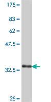 Anti-RPL8 Mouse Polyclonal Antibody