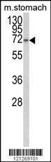 Anti-TCERG1L Rabbit Polyclonal Antibody (AP (Alkaline Phosphatase))