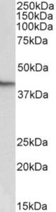 EB12562 (0.5 µg/ml) staining of NIH3T3 lysate (35 µg protein in RIPA buffer). Primary incubation was 1 hour. Detected by chemiluminescence.