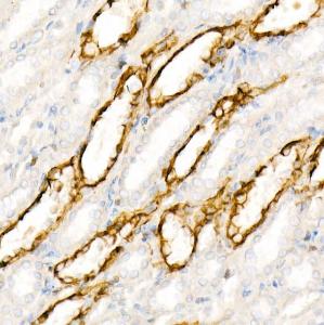 Immunohistochemistry analysis of paraffin-embedded rat kidney using Anti-Aquaporin 4 Antibody [ARC54345] (A80530) at a dilution of 1:200 (40x lens). Perform high pressure antigen retrieval with 10 mM citrate buffer pH 6.0 before commencing with IHC staining protocol.