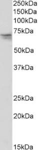 EB12563 (0.03 µg/ml) staining of K562 nuclear lysate (35 µg protein in RIPA buffer). Primary incubation was 1 hour. Detected by chemiluminescence.