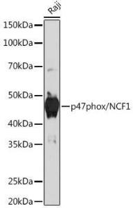 Western blot analysis of extracts of Raji cells, using Anti-NCF1/p47-phox Antibody [ARC1206] (A308374) at 1:1,000 dilution