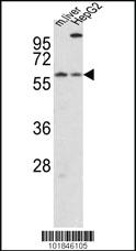 Anti-CRY2 Rabbit Polyclonal Antibody