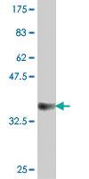 Anti-PCDH8 Mouse Polyclonal Antibody