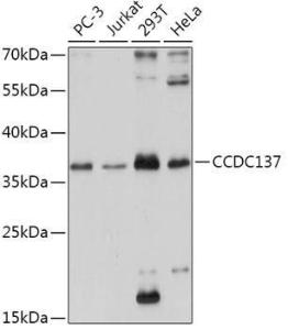 Western blot analysis of extracts of various cell lines, using Anti-CC137 Antibody (A308375) at 1:1,000 dilution