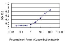 Anti-TAF1 Mouse Monoclonal Antibody [clone: 1E11]