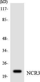 Anti-NCR3 antibody