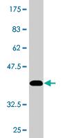 Anti-DIAPH3 Mouse Monoclonal Antibody [clone: 4D5]