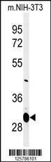 Anti-MAGT1 Rabbit Polyclonal Antibody (Biotin)