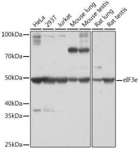 Anti-eIF3e Rabbit Monoclonal Antibody [clone: ARC1997]