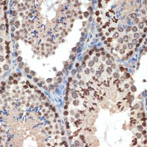 Anti-eIF3e Rabbit Monoclonal Antibody [clone: ARC1997]