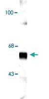 Anti-SYT1 Rabbit Polyclonal Antibody