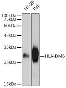 Western blot analysis of extracts of various cell lines, using Anti-HLA DMB Antibody [ARC2555] (A307445) at 1:1,000 dilution