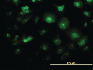 Anti-LFNG Mouse Monoclonal Antibody [clone: 2D10-3C11]