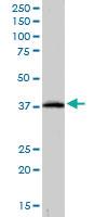 Anti-CRKL Goat Polyclonal Antibody