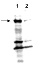 Anti-KDM1A Rabbit Polyclonal Antibody