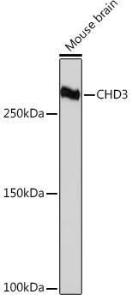 Anti-CHD3 Rabbit Monoclonal Antibody [clone: ARC1975]